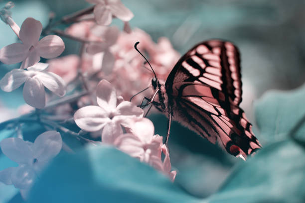 istock Beautiful butterfly on lilac flowers. Macro. 1077116772