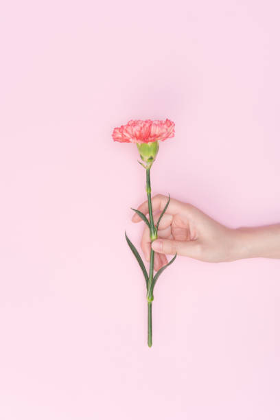 istock female hand hold carnation 1077116810