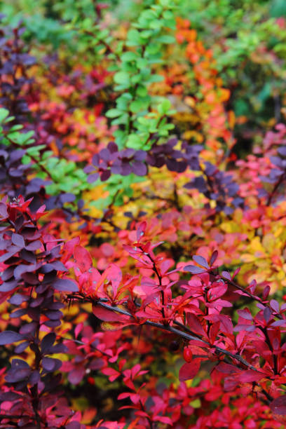 istock background from autumn leaves 1077116916