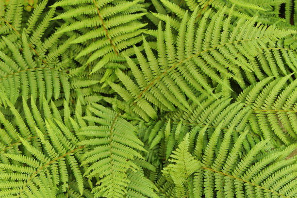 istock green leafy background from the forest 1077116972