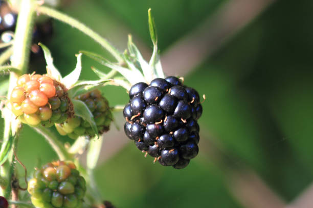 istock fresh blackberry in the nature 1077117008
