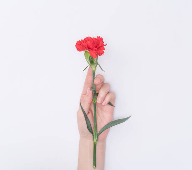 istock female hand hold carnation 1077117028