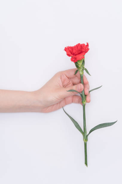 istock female hand hold carnation 1077117032