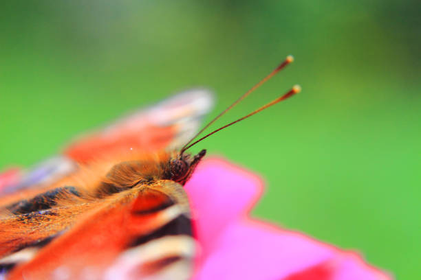 istock head of butterfly 1077120184