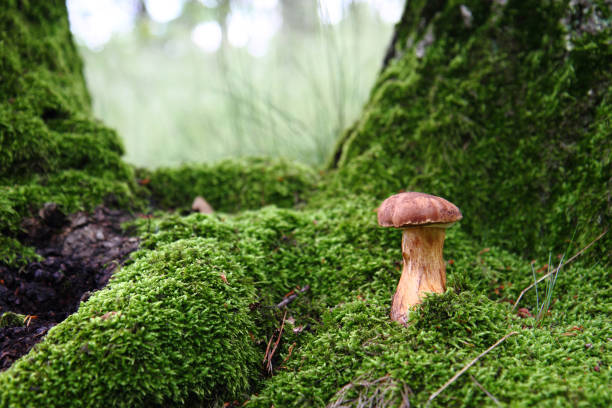 istock edible mushroom in the green moss 1077120206