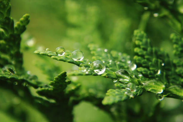 istock water drops on the green leaf 1077120222