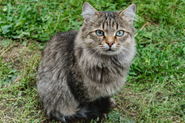 istock beautiful cat on a background of summer green grass 1077121882