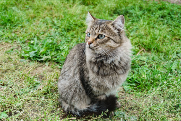 istock beautiful cat on a background of summer green grass 1077121886