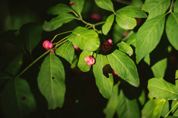 A close-up of a red cascade European spindle tree or Euonymus Europaeus with berries that is sunbathing in autumn.
