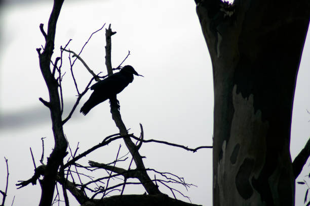 istock Raven, Wilpena Pound, Flinders Ranges, SA, Australia 1077123554