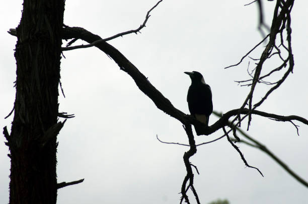 istock Magpie, Wilpena Pound, Flinders Ranges, SA, Australia 1077123578