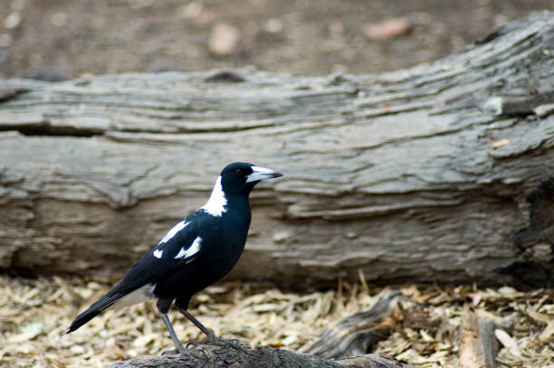 istock Magpie in Wilpena Pound in Flinders' Ranges, SA, Australia 1077124842