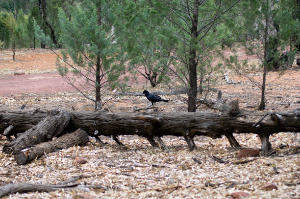 istock Raven, Wilpena Pound, Flinders Ranges, SA, Australia 1077124946