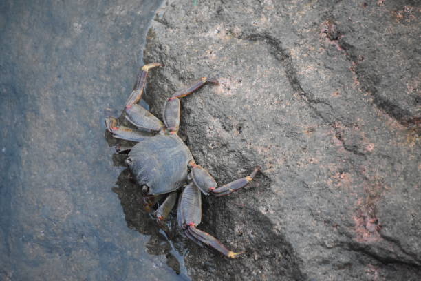 crabBy the lake