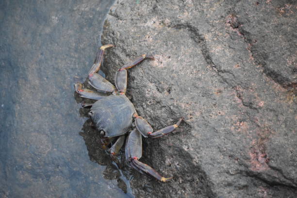 crab By the lake crab
By the lake river crab stock pictures, royalty-free photos & images