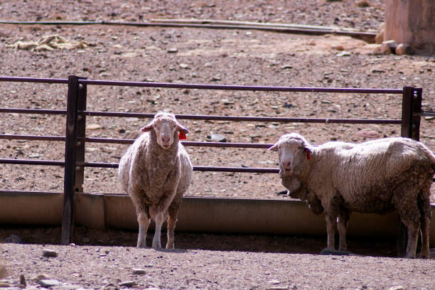 istock Sheep seen along Moralana Scenic Drive, Flinders' Ranges, SA, Australia 1077125914