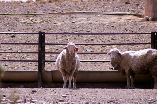 istock Sheep seen along Moralana Scenic Drive, Flinders' Ranges, SA, Australia 1077126010