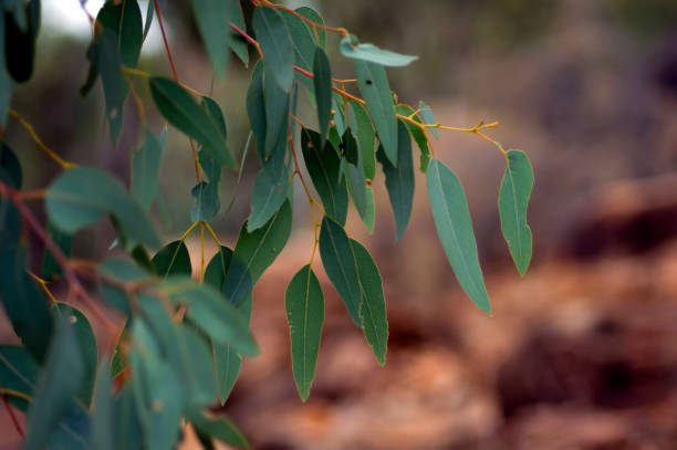 New growth on eucalypt, Wilpena Pound, SA, Australia New growth on eucalypt, Wilpena Pound, Flinders' Ranges, South Australia, Australia australian bush stock pictures, royalty-free photos & images