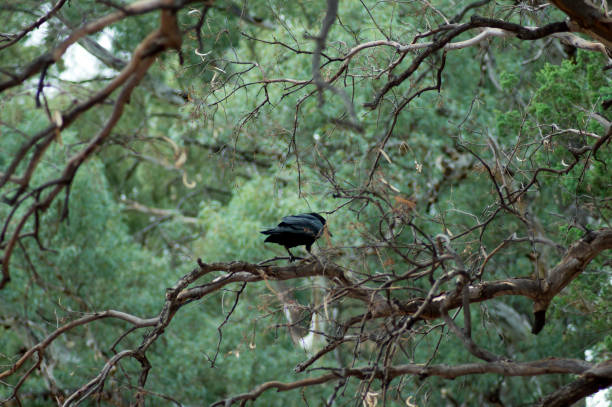 istock Raven, Wilpena Pound, Flinders Ranges, SA, Australia 1077128818