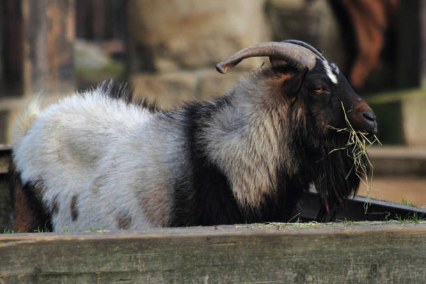 istock goat buck is resting and eating 1077129210