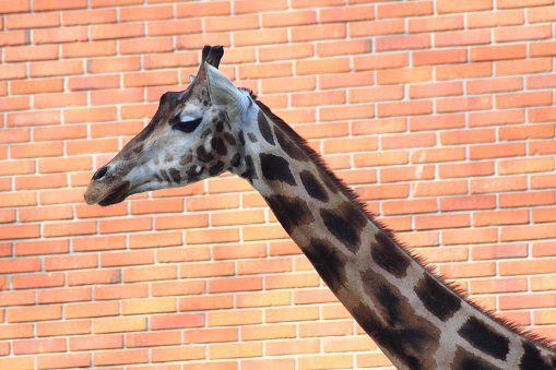 giraffe head on the orange brick background