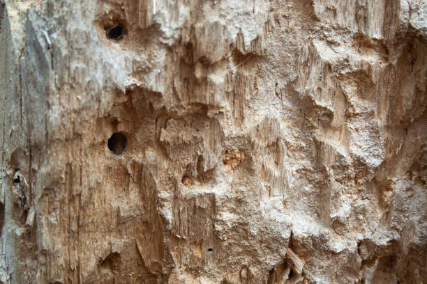 istock Closeup rotten wood 1077129478