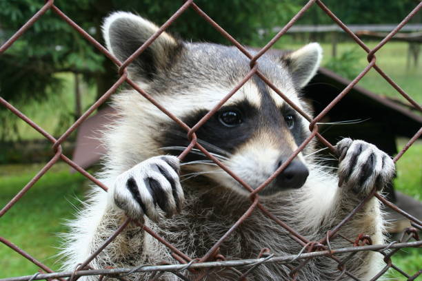 istock Racoon climbing up a fence at the zoo 1077129834