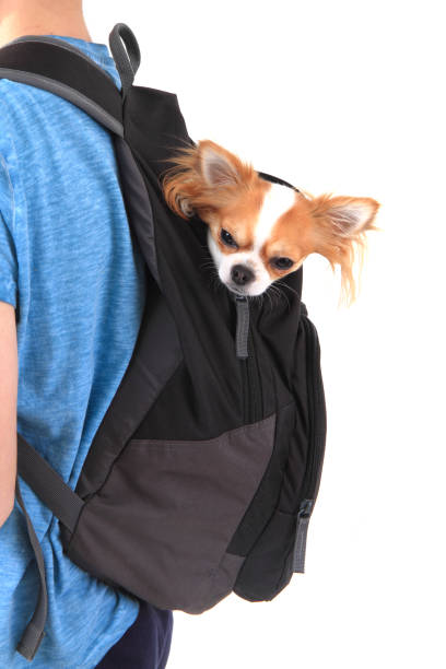istock chihuahua in the bag 1077133736