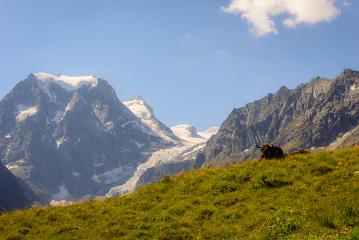 Swiss cow with glaciers and mountains