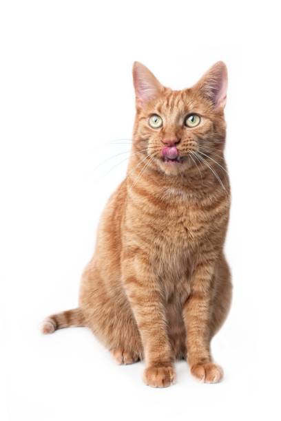 istock Cute ginger cat sitting and licking lips. Vertical image isolated on white background. 1077141568