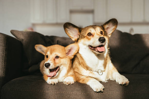 istock welsh corgi dogs sitting on sofa under sunlight at home 1077145046