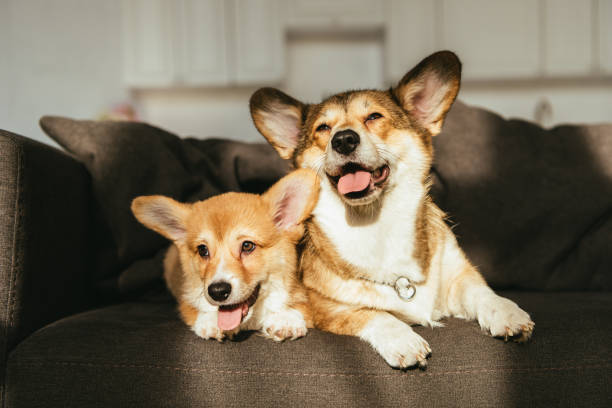 istock adorable welsh corgi dogs sitting on sofa under sunlight at home 1077145048