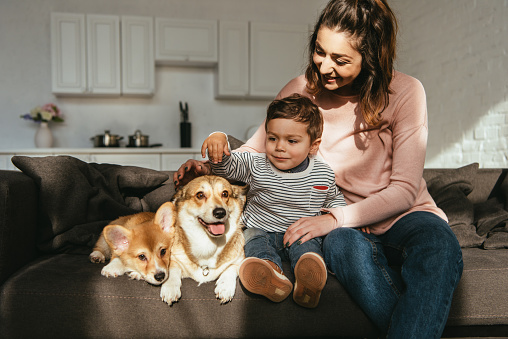 child petting welsh corgi dog while his mother sitting near on sofa at home