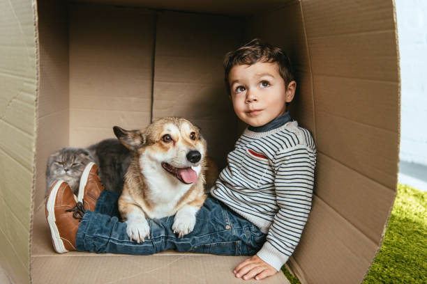 messa a fuoco selettiva del ragazzo con adorabile corgi e gatto longhair britannico seduto in scatola di cartone - inglese a pelo lungo foto e immagini stock