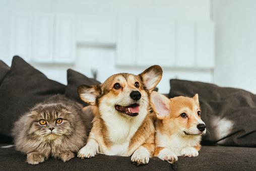 perros corgi galés y british longhair gato en sofá en casa photo