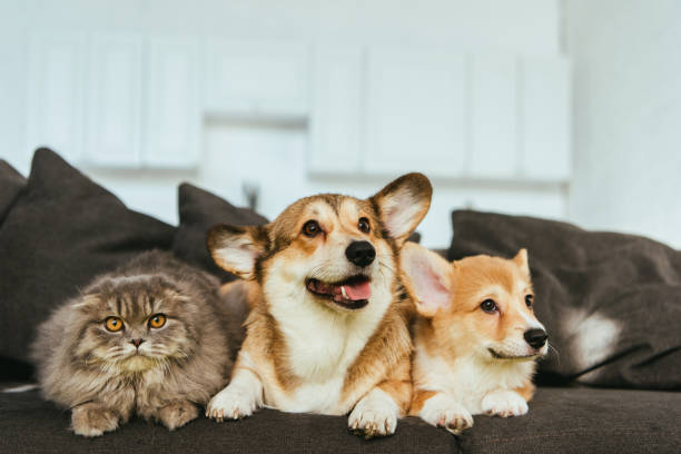 perros corgi galés y british longhair gato en sofá en casa - mascota fotografías e imágenes de stock