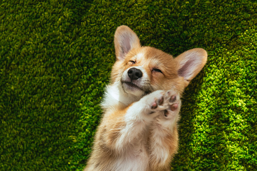 adorable welsh corgi pembroke on green lawn at home