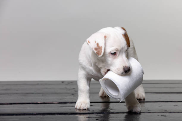 cute jack russel puppy playing with toilet paper stock photo