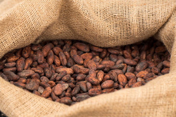 istock Cocoa beans in a jute bag 1077148934