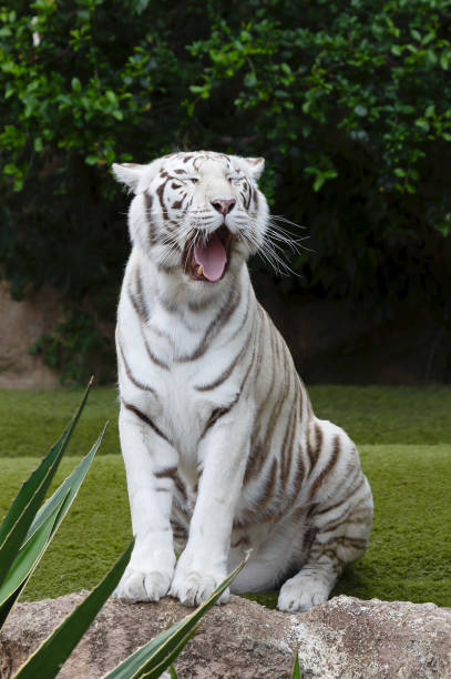 istock Portrait of white tiger yawning 1077149298