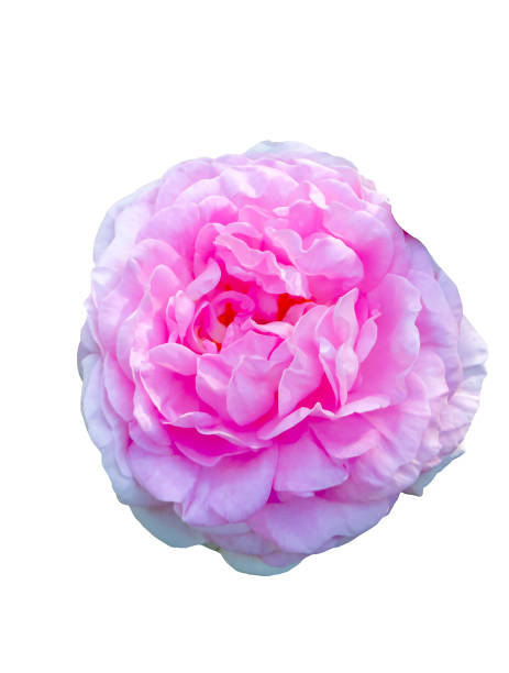 istock Close up of pink peony 1077151098
