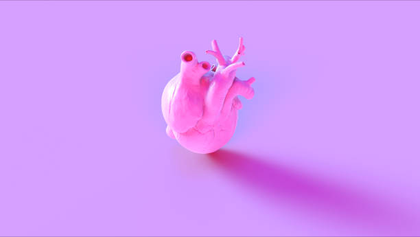 istock Pink Anatomical Heart Concept 1077151236