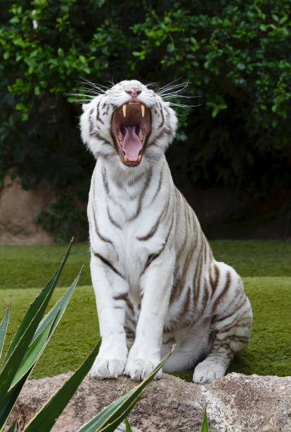 The roar of the King