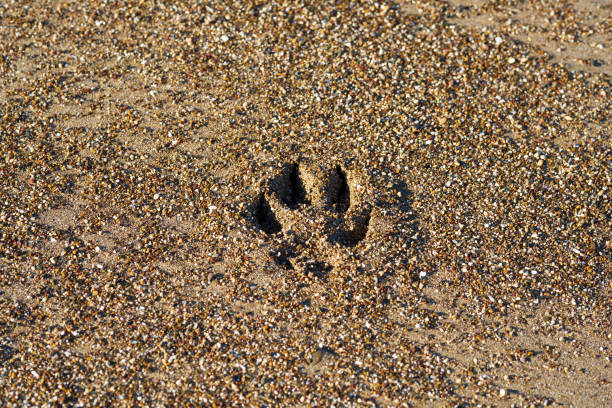 Dog paw on the sand