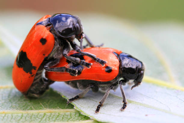 istock two orange beetles are having sex 1077154382