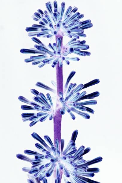 istock Closed up flower's pollen. 1077157274