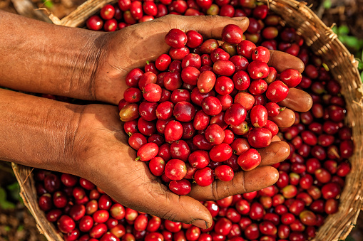 Young African woman showing freshly picked coffee cherries, coffee farm in Ethiopia, Africa. There are several species of Coffea - the coffee plant. The finest quality of Coffea being Arabica, which originated in the highlands of Ethiopia. Arabica represents almost 60% of the world’s coffee production..