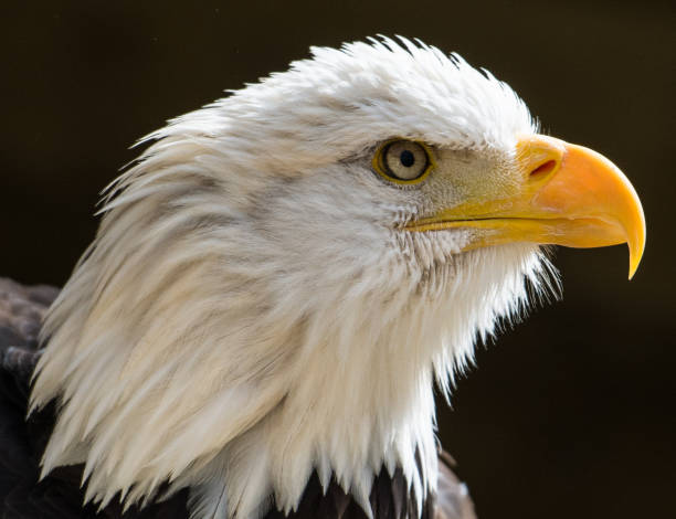 istock Birds of prey 1077160018