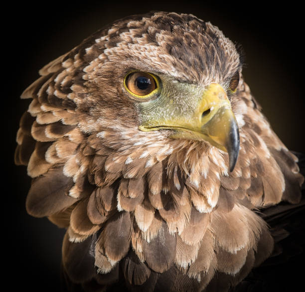 istock Birds of Prey 1077160618