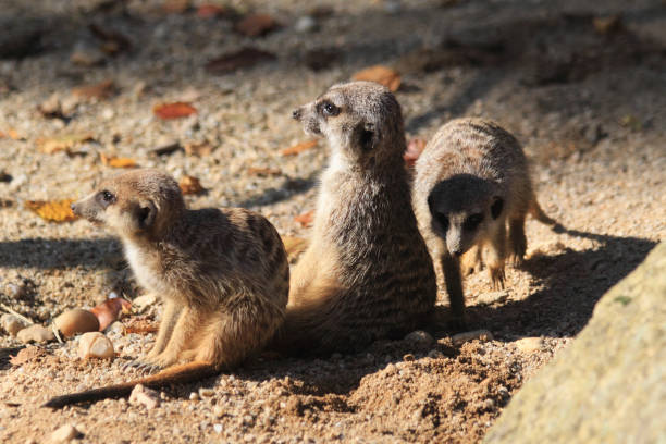 istock group of suricata animals 1077168058